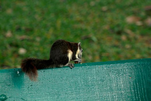 Variable squirrel a kind of squirrel That can be found everywhere in the Indochina region to Singapore. There is a great variety of colors. It is usually white and creamy to light yellow. until red or black all over or some may have multiple colors in the same