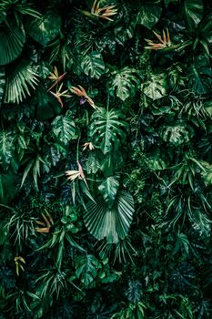 Tropical leaves as nature and environmental background, botanical garden and floral backdrop, plant growth and landscape design.