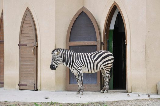 zebra wild animal  in zoo 