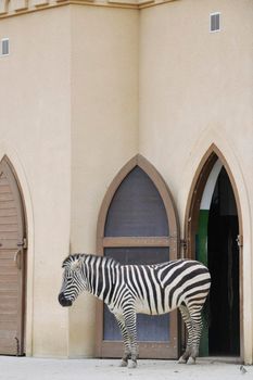 zebra wild animal  in zoo 