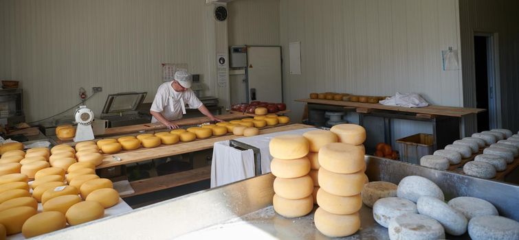 Cheese maker preparing  goat and cow  cheese wheels during the aging process in local food production factory