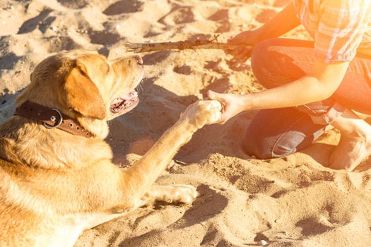 Portrait of young beautiful woman in sunglasses sitting on sand beach with golden retriever dog. Girl with dog by sea. Happiness and friendship. Pet and woman. Woman playing with dog on sea shore. Sun flare