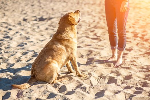 Young female training labrador retriever dog on the beach. The Sitting For Dog. Sun flare