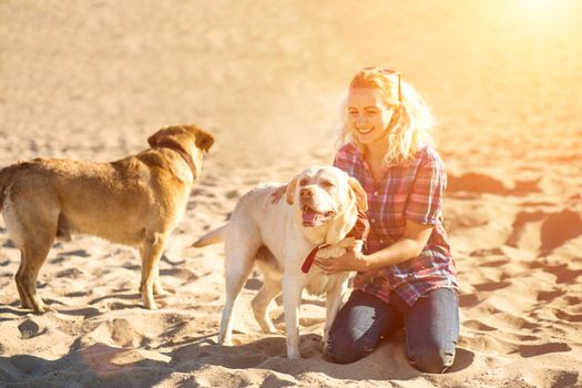 Two labrador friends playing on the beach. Two labradors on the sand with a young woman. Sun flare