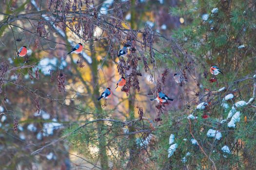 beautiful christmas bullfinches in the forest, wild nature