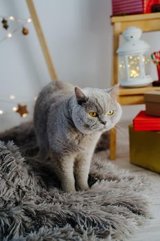 A grey cat stands against a backdrop of beautiful Christmas decor. Wooden eco-friendly Christmas tree. White flashlight and gift boxes. Scottish straight eared cat.