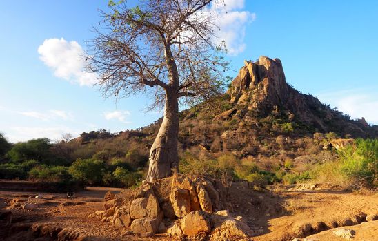 Baobab tree in dry African landscape