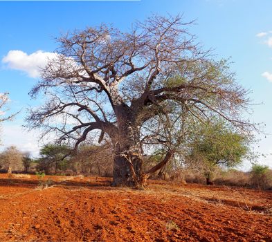 Baobab tree in dry African landscape