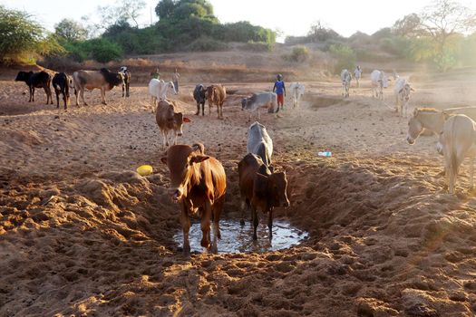 Cows drinking from a dry river bed in African landscape