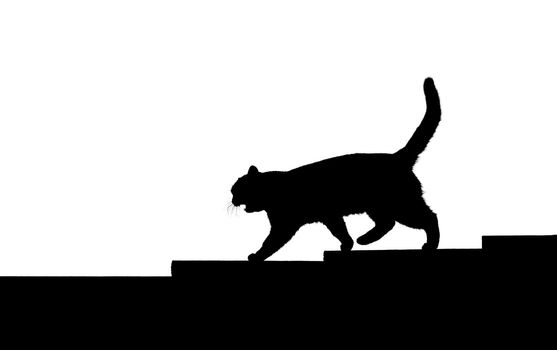 cat walking stairs isolated on white, Pets