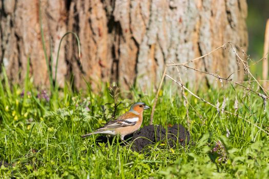 finch among green grass and flowers , spring and wilderness