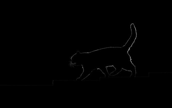 silhouette of a cat walking up the steps in the dark, Pets