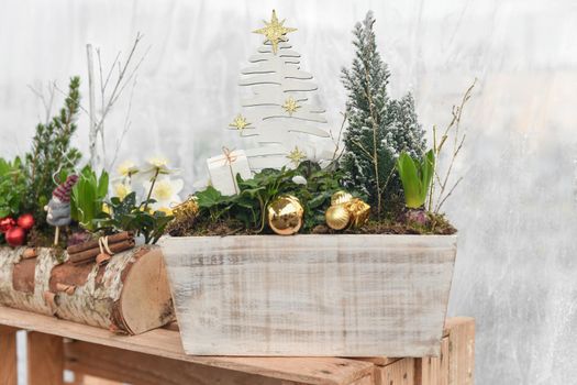 Christmas composition with hyacinths and ivy for Christmas