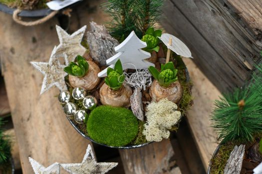 Christmas composition with hyacinths for Christmas