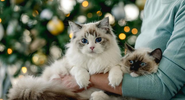 Girl with ragdoll cat in Christmas time in room with decorated tree and lights on blurred background. Young woman with domestic pet at home in New Year holidays