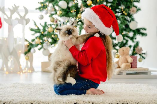 Child girl holding ragdoll cat in Christmas time with decorated tree on background. Pretty kid wearing Santa hat with domestic animal at home in New Year