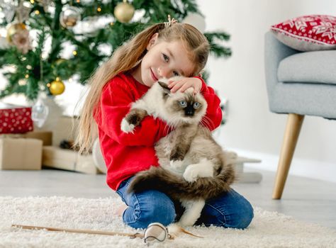 Child girl with ragdoll cat in Christmas time sitting on floor and hugging pet. Pretty kid with domestic animal at home in New Year