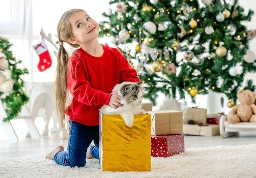 Child girl get ragdoll cat out from gift box in Christmas time and smiling. Pretty kid wearing Santa hat with domestic pet at home in New Year holidays