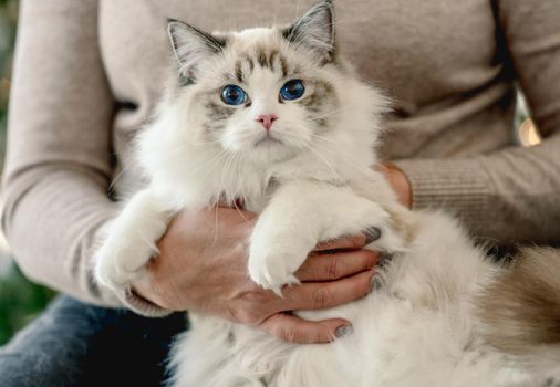 Girl with ragdoll cat in Christmas time in room with decorated tree and lights on blurred background. Young woman with domestic pet at home in New Year holidays