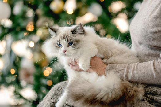Girl with ragdoll cat in Christmas time in room with decorated tree and lights on blurred background. Young woman with domestic pet at home in New Year holidays