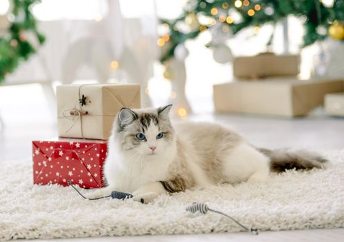 Child girl in Christmas time lying on fluffy carpet and looking at camera in room with decorated tree and gifts. Pretty kid at home in New Year holidays