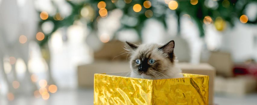 Ragdoll cat in Christmas time sitting inside gift box in room with decorated tree. Purebred feline pet in New Year celebration