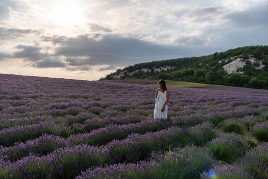 Lavender flower blooming scented fields in endless rows. Selective focus on Bushes of lavender purple aromatic flowers at lavender field. Abstract blur for background.