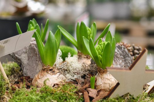 Christmas composition with hyacinths for Christmas