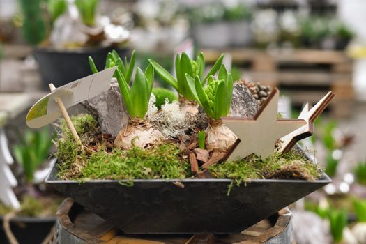 Christmas composition with hyacinths for Christmas