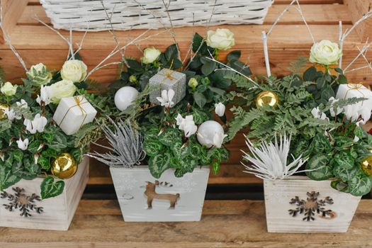 Christmas composition with cyclamens for Christmas
