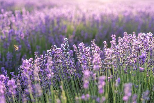 Lavender flower blooming scented fields in endless rows. Selective focus on Bushes of lavender purple aromatic flowers at lavender field. Abstract blur for background.