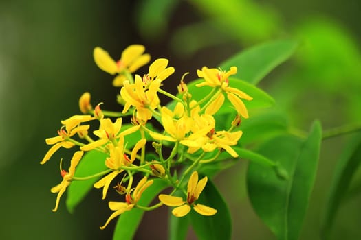 beautiful blooming small yellow flower background