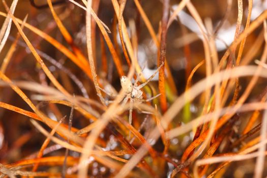 Very small web spinning spider (Microstigmata sp.) laying a new web in an abyss of aquatic plant stems, Pretoria, South Africa