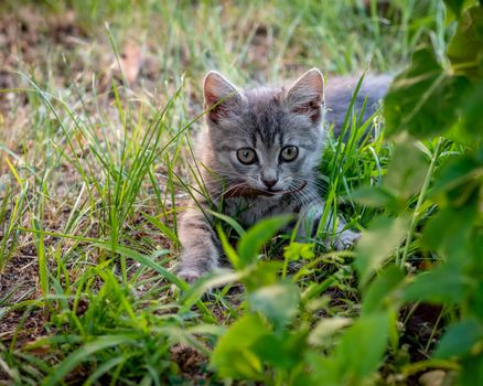 Grey colour female kitten hunting bugs, close-up photo of cute baby female cat