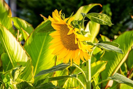 Sunflower photo on green background, close-up image of yellow flower