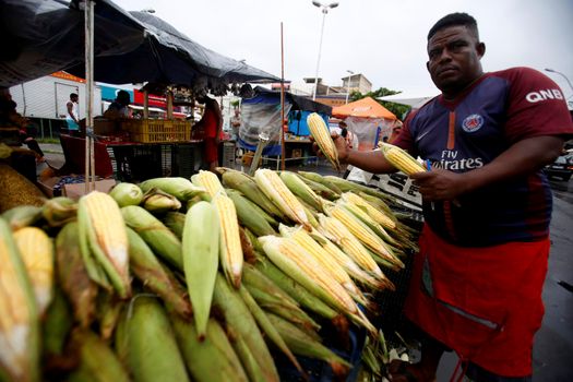 salvador, bahia, brazil - june 17, 2019: green corn for sale at the São Joaquim fair in the city of Salvador.