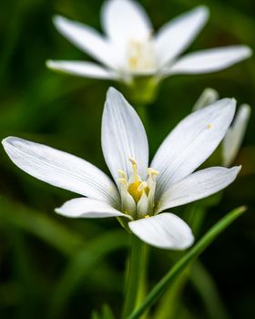 Spring season White crocus flower, close-up photo of white crocus flower on green background