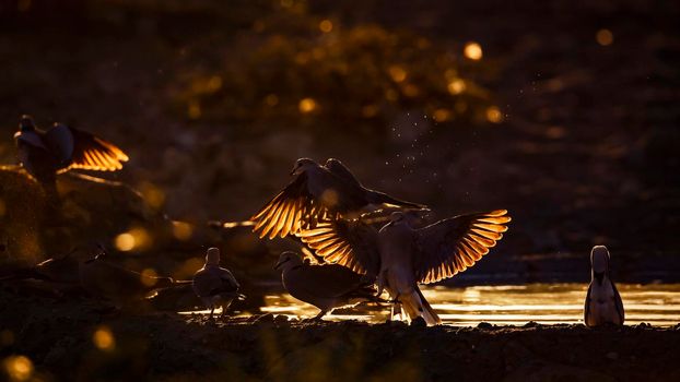Ring-necked Dove flock flying away in backlit at twilight in Kgalagadi transfrontier park, South Africa ; Specie Streptopelia capicola family of Columbidae