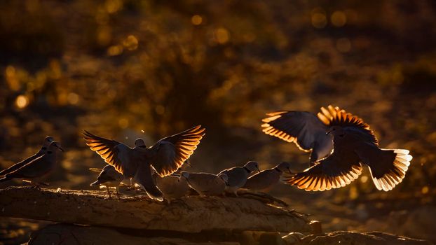 Ring-necked Dove flock flying away in backlit at twilight in Kgalagadi transfrontier park, South Africa ; Specie Streptopelia capicola family of Columbidae