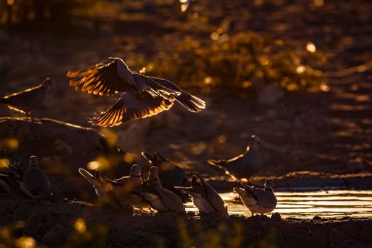 Ring-necked Dove flock flying away in backlit at twilight in Kgalagadi transfrontier park, South Africa ; Specie Streptopelia capicola family of Columbidae