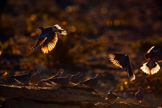 Ring-necked Dove flock flying away in backlit at twilight in Kgalagadi transfrontier park, South Africa ; Specie Streptopelia capicola family of Columbidae