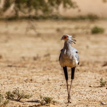 Secretary bird walking in dry land in Kgalagadi transfrontier park, South Africa; specie Sagittarius serpentarius family of Sagittariidae