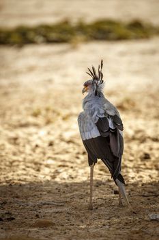 Secretary bird crested in the wind in Kgalagadi transfrontier park, South Africa; specie Sagittarius serpentarius family of Sagittariidae