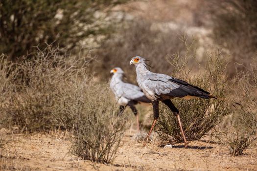 Secretary bird couple walking in dry land in Kgalagadi transfrontier park, South Africa; specie Sagittarius serpentarius family of Sagittariidae