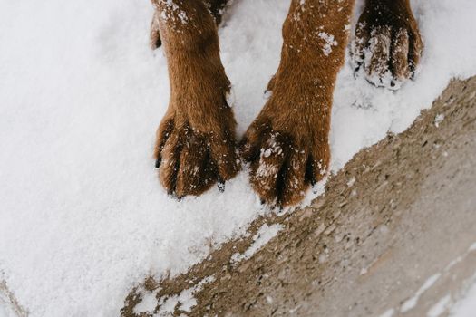 The paws of a red dog in the snow. Close-up.