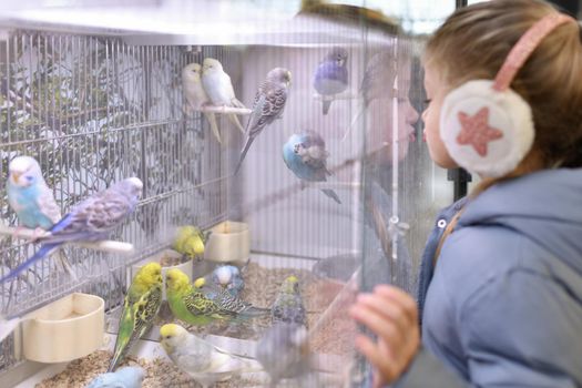 Little girl looks at budgies in a pet store