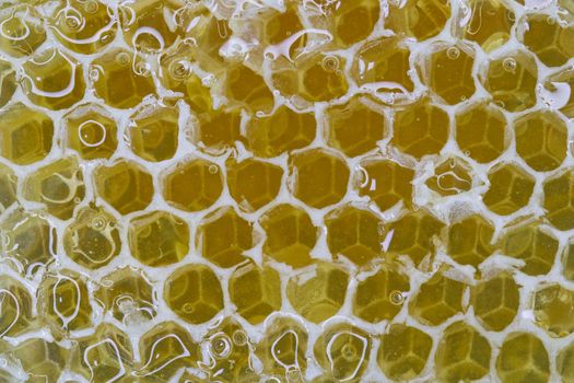 Natural golden raw honey filled beeswax honeycomb structure full frame close-up