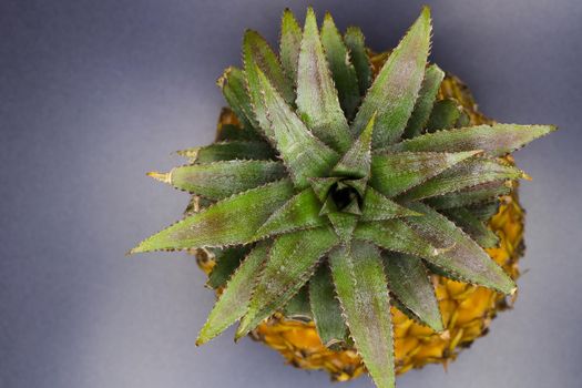 Fresh pineapple fruit (Ananas comosus) leafy top view abstract on gray defocused surface