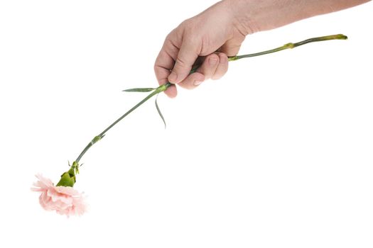 Hand holds a carnation flower on a white background, a template for designers. Close up