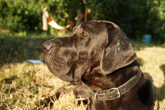 large purebred black dog outdoors in the field pets. High quality photo